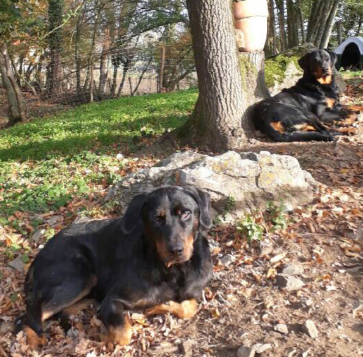  domainedelalicorne.fr photo chien beauceron photo chiot beauceron Elevage de beauceron chiot beauceron pure race élevage du clos de la licorne elevage des gardiens de la licorne elevage beauceron noir et feu authentique gros gabarits élevage de Beauceron familial sérieux et qualité domainedelalicorne.fr suivi des chiots conseil d’éducation chiot propre bas rouge santé caractère spécialiste du beauceron noir et feu ou arlequin chien rustique berger de France  nos chiots sont élevés avec amour et attention notre passion au service de la qualité Beauceron de qualité et sportif domaine de la licorne 04380 BARRAS élevage en liberté éleveur berger de beauce élevage de beauceron de travail 06 11 20 51 93 site domainedelalicorne.fr mail domainedelalicorne@gmail.com